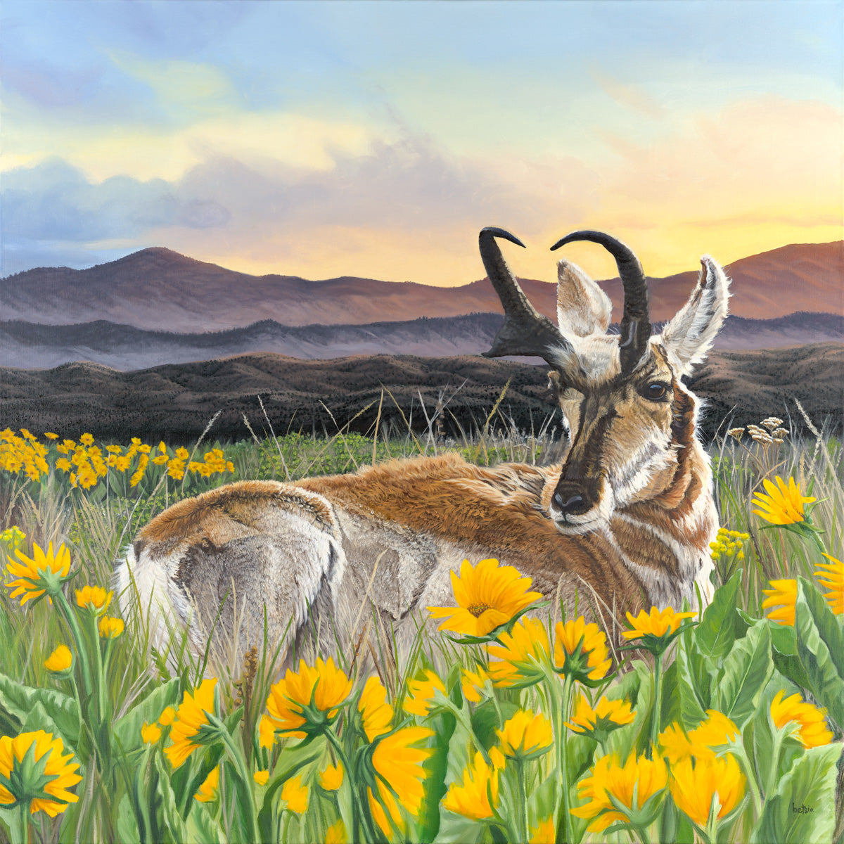 Pronghorn Bedded in Blooming Balsamroot (Giclée Print)