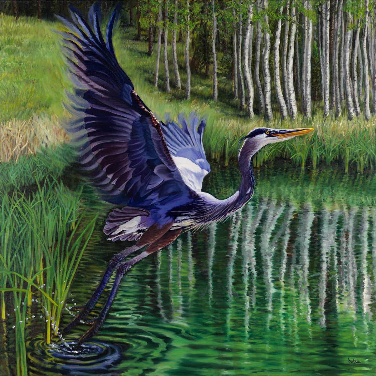 Great Blue Heron Rising (Giclée Print)