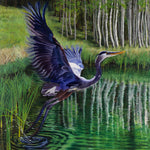 Great Blue Heron Rising (Digital Print)
